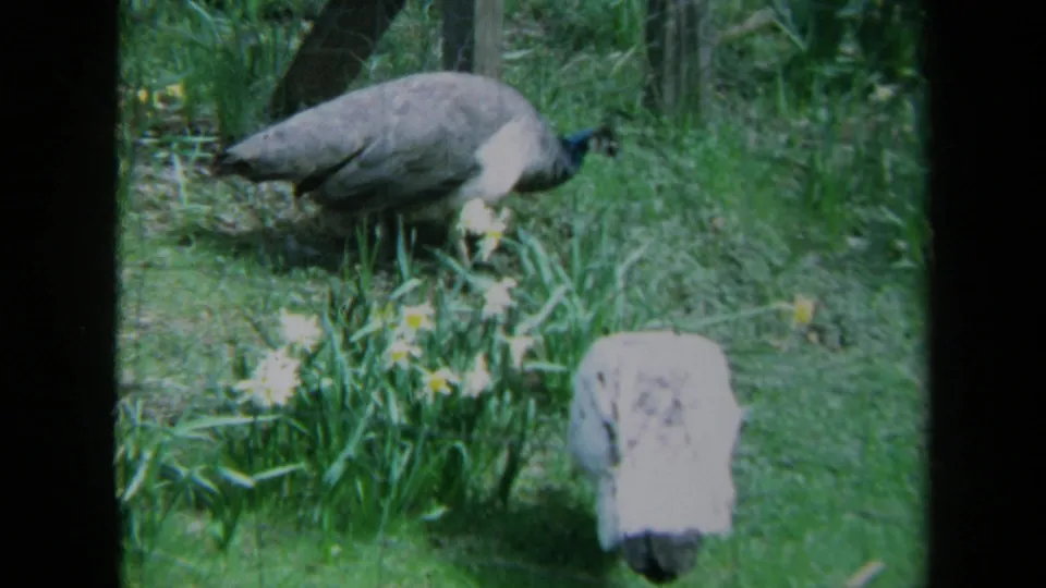 The peacock stands more clearly on grass near scattered daffodils and tree trunks in the California home-movie footage.