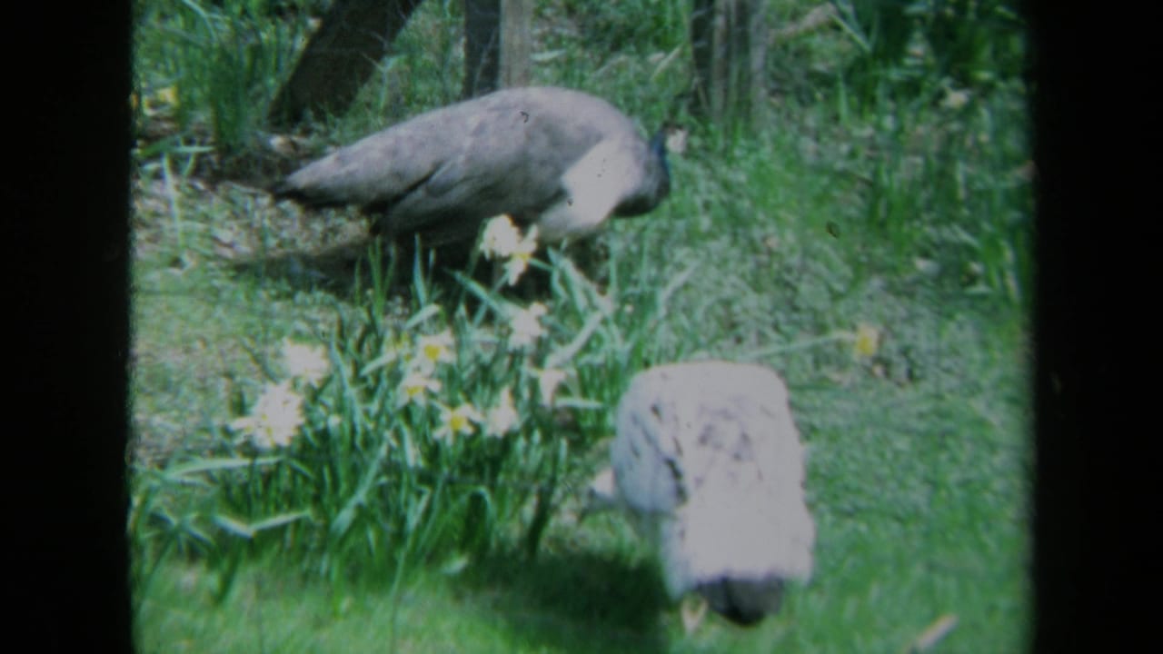 1969 California 8mm frame showing two peacocks pecking in a grassy fenced area with flowers and trees.