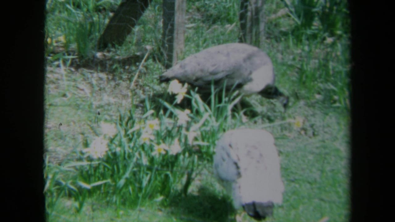 Two peacocks continue feeding in a grassy fenced enclosure.
