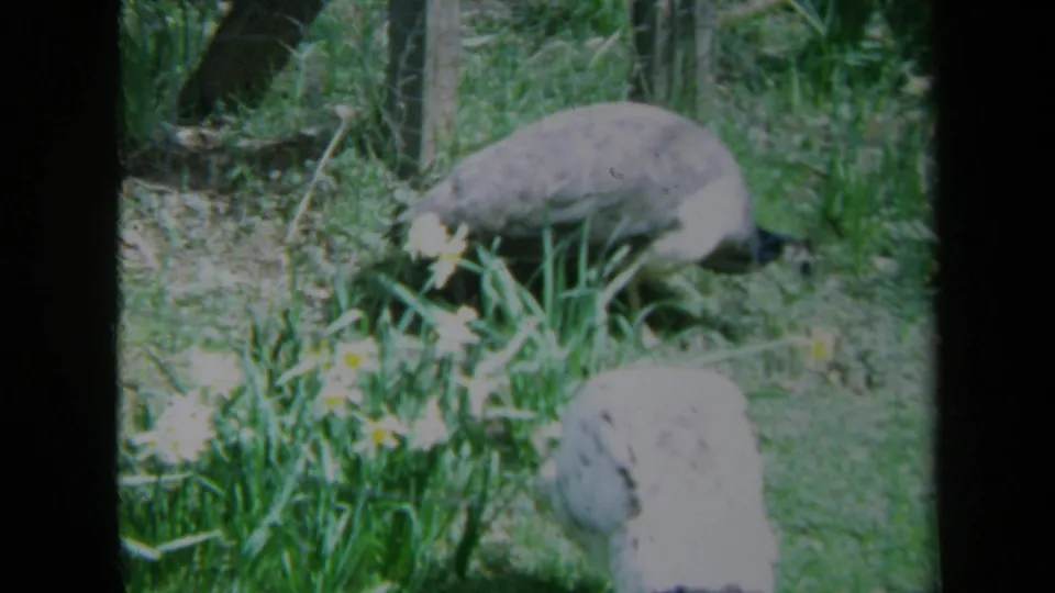 One peacock lowers its head near flowering plants as another stands partly turned away in the fenced yard.