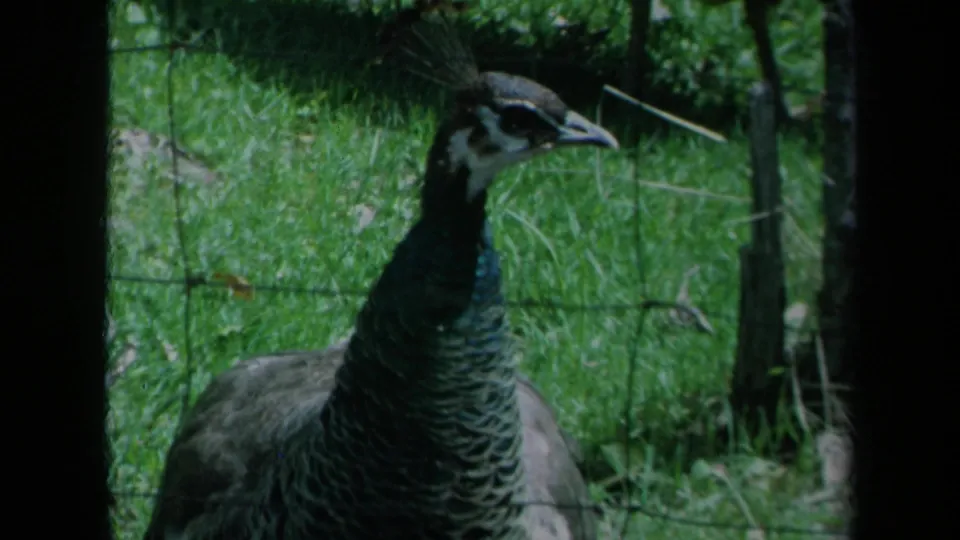 A peacock with a dark neck and crest stands in profile beside wire fencing and dense grass.