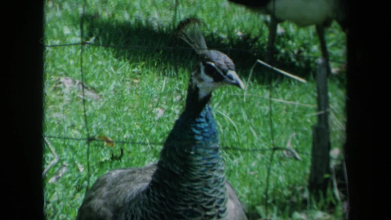 A peacock with blue-green neck feathers stands in a grassy fenced enclosure in 1969 California 8mm home-movie footage.
