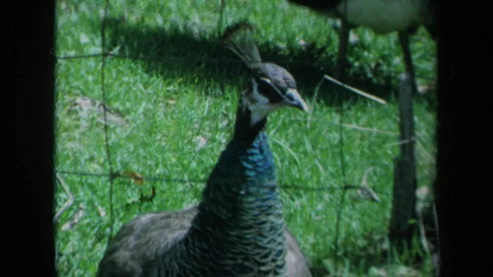 A peacock with blue-green neck feathers stands in a grassy fenced enclosure in 1969 California 8mm home-movie footage.
