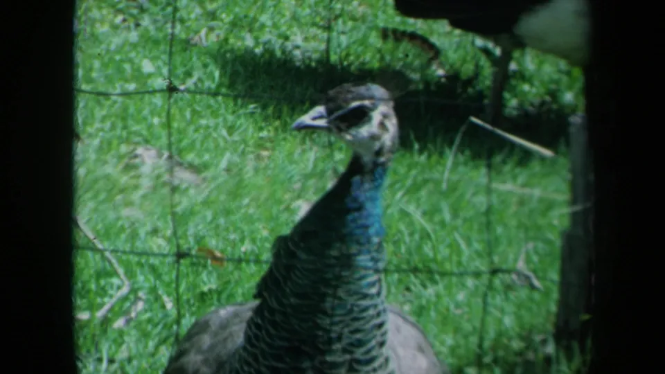 The peacock looks to the side through wire fencing, with grass and enclosure shadows visible in the 1969 California footage.