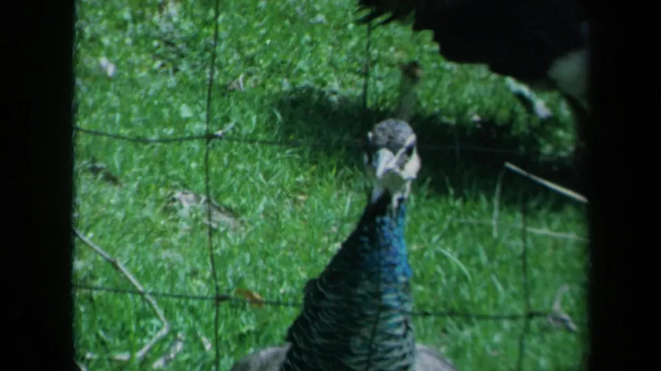 A front-facing peacock is filmed through wire mesh in a grassy enclosure, consistent with the 1969 California home-movie metadata.