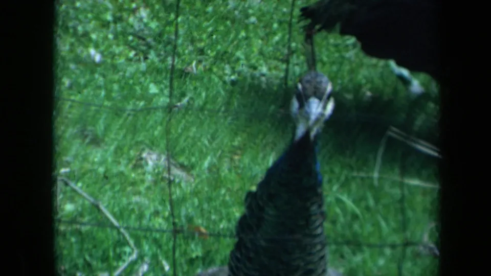 The peacock appears darker and partly shadowed behind the enclosure wire as the 8mm frame ends on green grass.