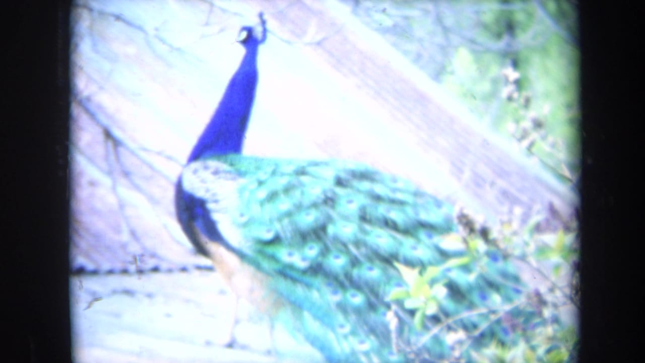 1969 California 8mm frame of a peacock standing near fencing, with blue neck, green tail feathers, and visible film borders.