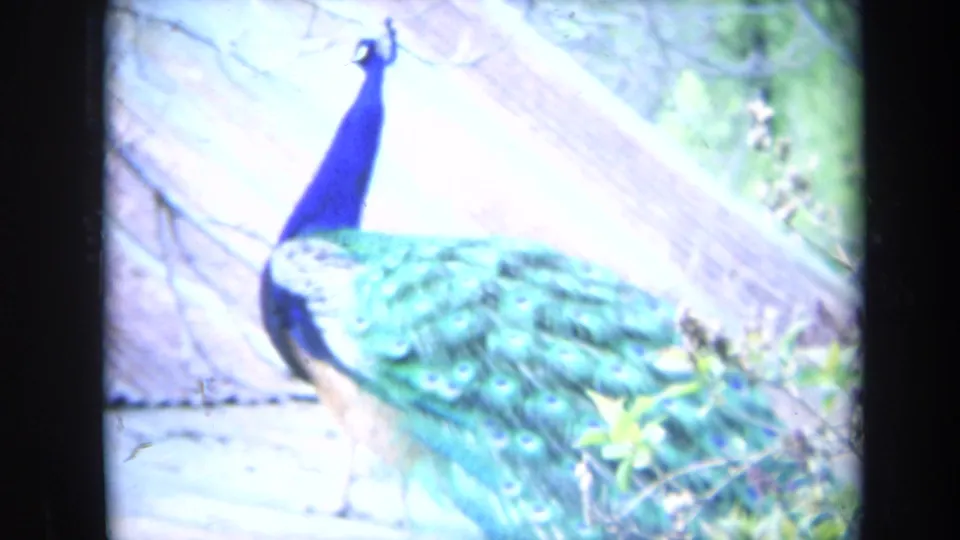 1969 California 8mm frame of a peacock standing near fencing, with blue neck, green tail feathers, and visible film borders.
