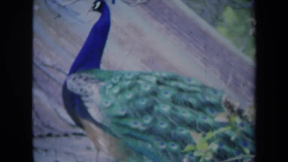 Side view of a peacock in the 1969 California footage, showing its blue neck, head crest, green plumage, and enclosure edge.