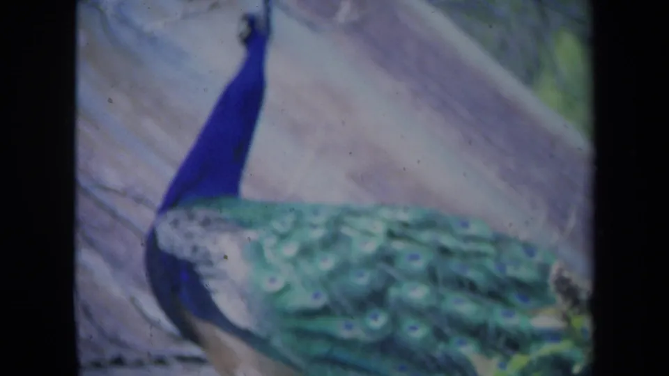 Close 8mm frame from 1969 California showing the peacock in profile, with a long blue neck and soft green plumage detail.
