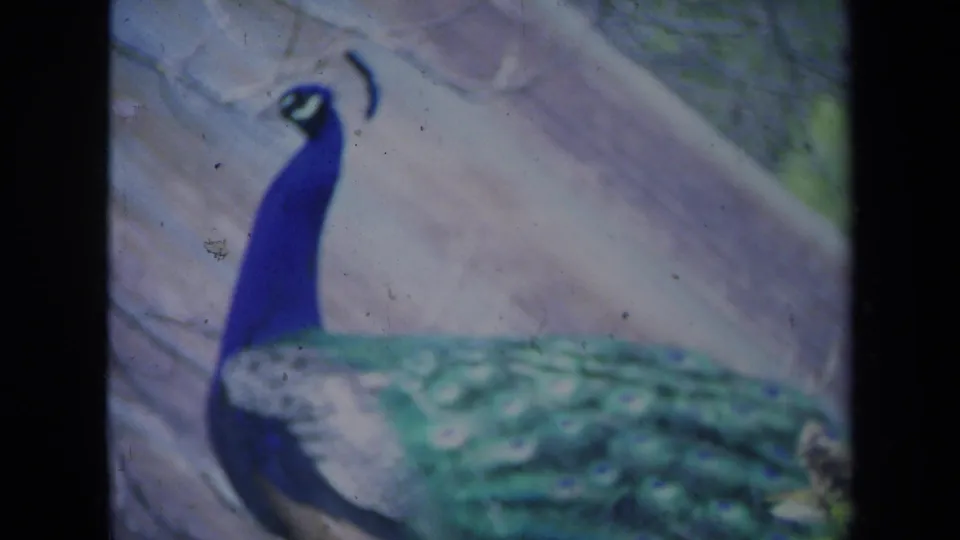 Final 1969 California 8mm frame of the peacock in profile, its blue neck and crest visible against a pale outdoor enclosure background.