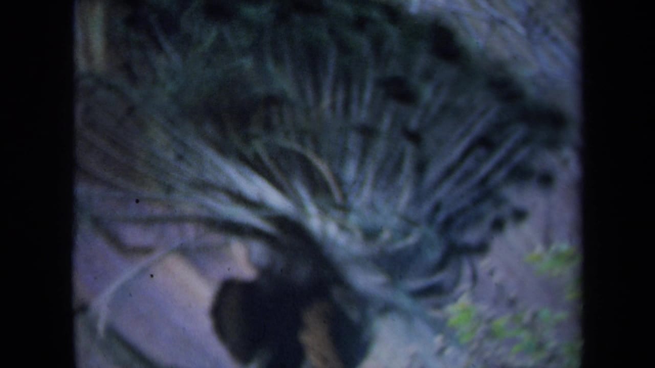 1969 California 8mm frame showing a peacock with its tail fanned, seen through soft focus and dark frame edges.