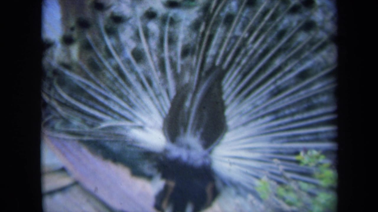 Peacock faces away with a broad fan of tail feathers filling the frame.