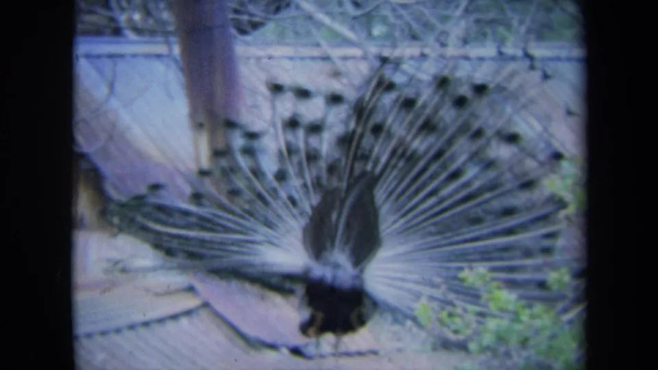 Vintage 8mm frame showing a peacock in display, with soft focus, fencing or rails, and foliage in the background.