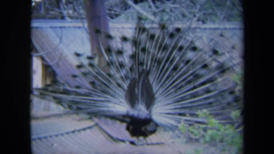 1969 California 8mm still of a peacock holding a tail display near foliage, posts, and weathered outdoor surfaces.