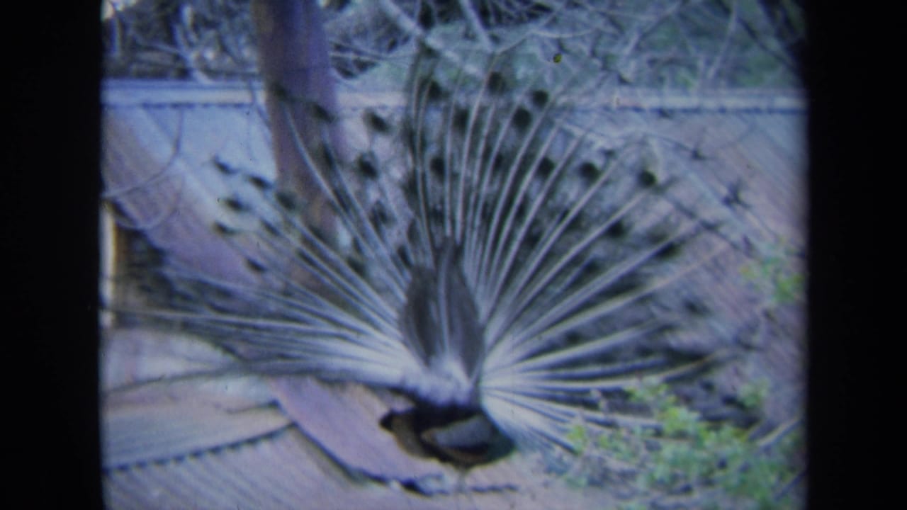 Peacock facing away with tail feathers spread on a corrugated metal roof.