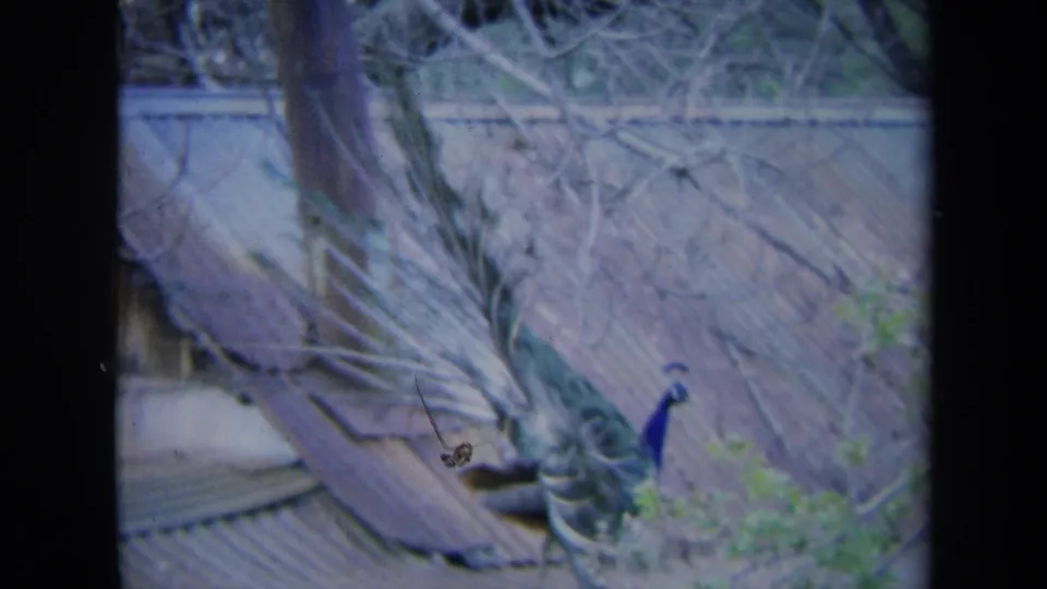 1969 California 8mm frame showing a peacock in profile as its long tail trails over a corrugated metal roof.
