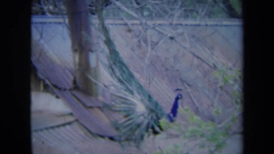 1969 California 8mm frame of a peacock moving across a roof with its tail partly lowered near shrubs and bare branches.