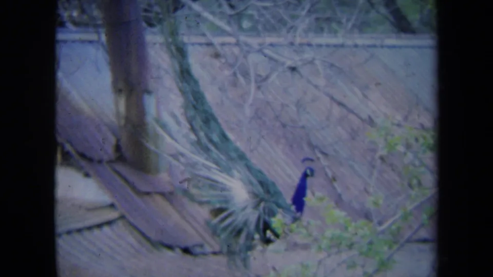1969 California 8mm frame showing the peacock standing on the corrugated roof after lowering its tail feathers.