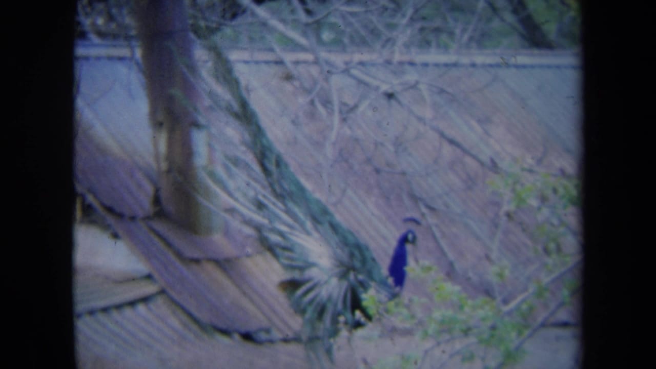 1969 California 8mm frame showing a peacock spreading its tail feathers across a corrugated roof, with bare branches in view.
