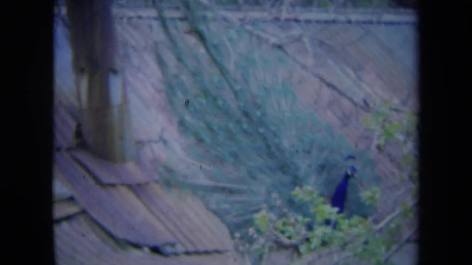 1969 California 8mm frame of a peacock on a weathered corrugated roof, its green tail feathers spread across the background.