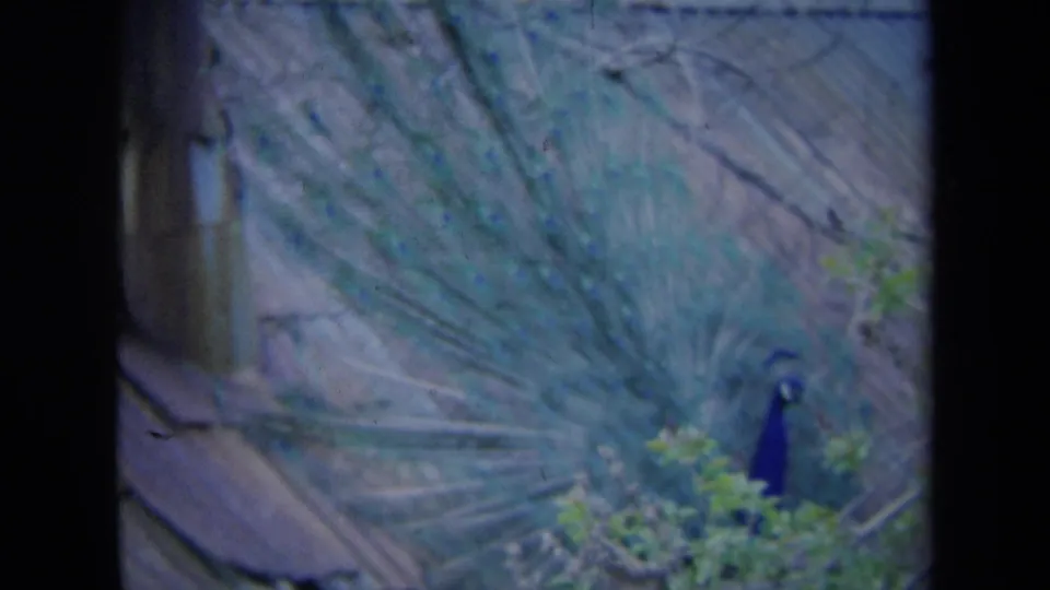 1969 California 8mm frame showing a peacock's tail fan across corrugated roofing, with the blue body near the lower right.