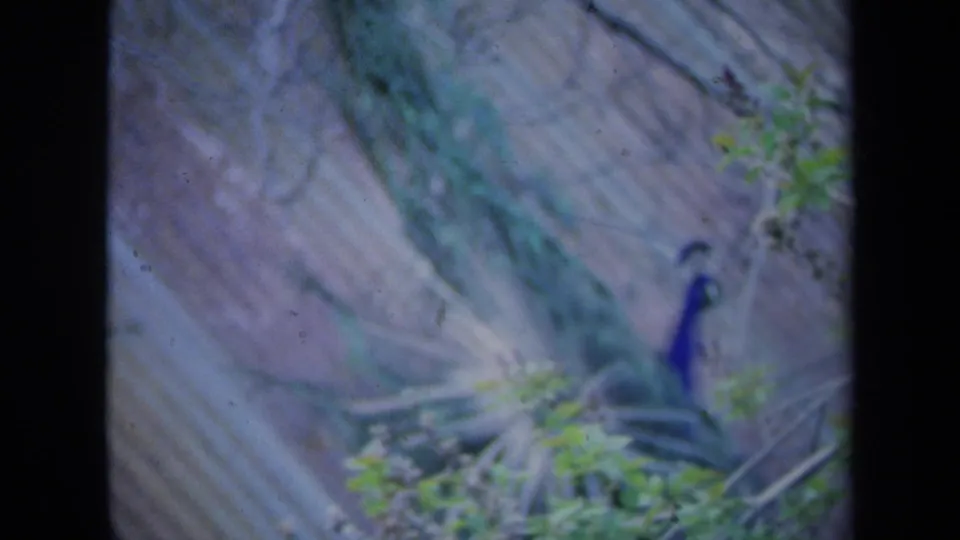 1969 California 8mm frame of a peacock on a corrugated roof, its tail spread diagonally with branches and foliage in front.