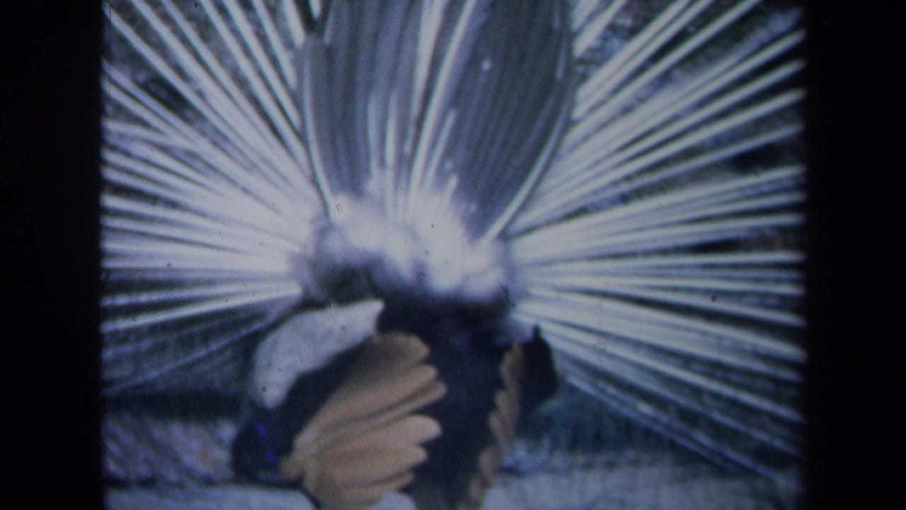1969 California 8mm frame showing a peacock facing a textured wall with its pale tail fan spread behind it.
