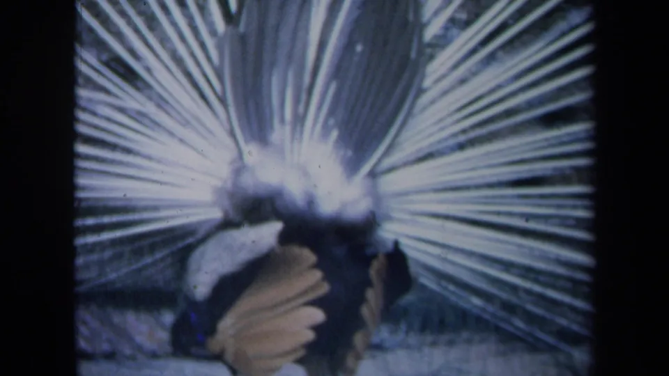 1969 California 8mm frame showing a peacock facing a textured wall with its pale tail fan spread behind it.