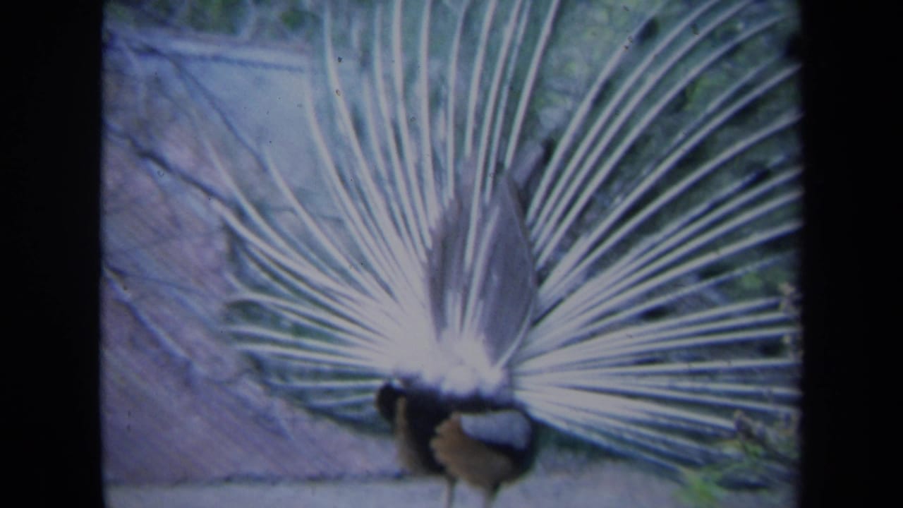 Peacock with a wide fan of tail feathers near a textured wall.