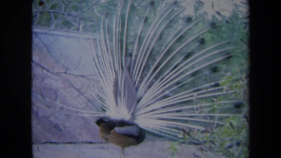 The peacock is seen low in frame with its spread tail reaching upward across a wall and nearby greenery.