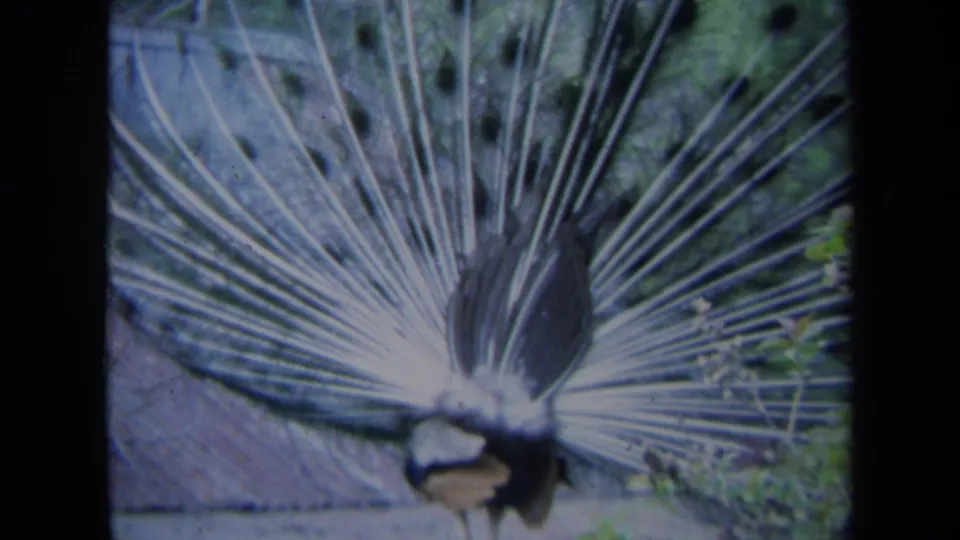 Final 8mm frame shows the peacock's pale tail fan spread broadly, with foliage and wall texture behind it.