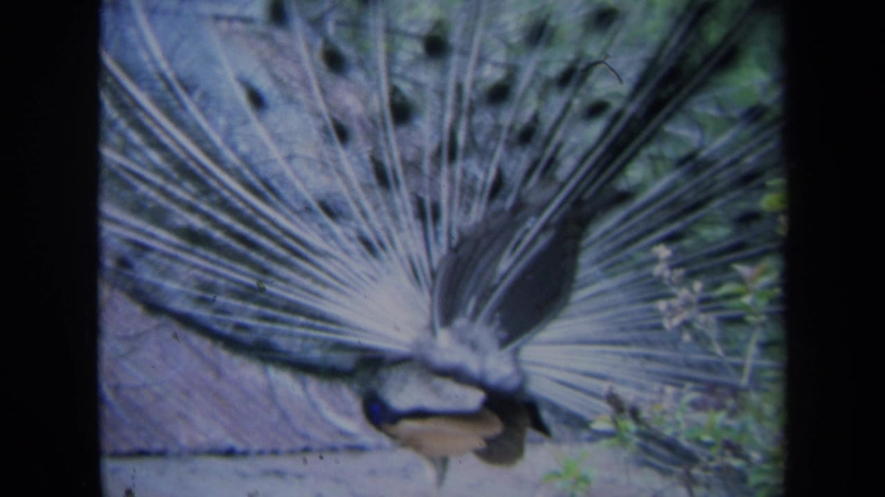 1969 California 8mm frame of a peacock seen from behind or side, tail feathers spread near wire mesh and foliage.