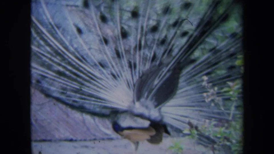 1969 California 8mm frame of a peacock seen from behind or side, tail feathers spread near wire mesh and foliage.