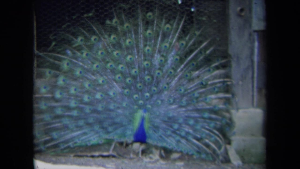 Peacock faces the camera with its full tail fan open.