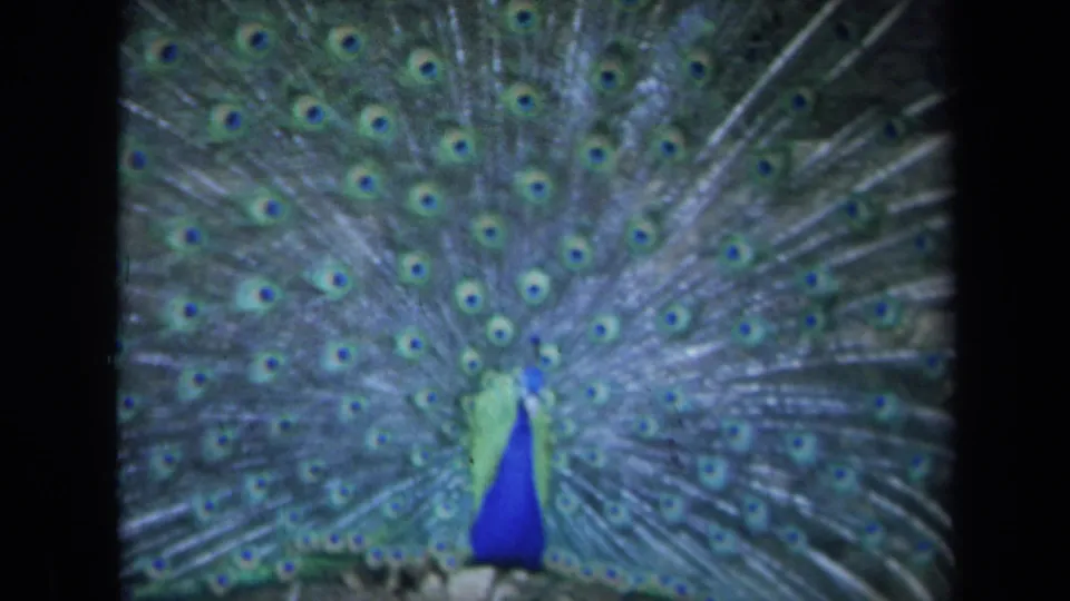 1969 California 8mm frame with the peacock's blue body centered under a broad fan of eye-pattern feathers.