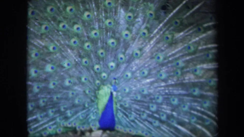 1969 California 8mm frame of a peacock display, with eye-pattern feathers filling the enclosure view.