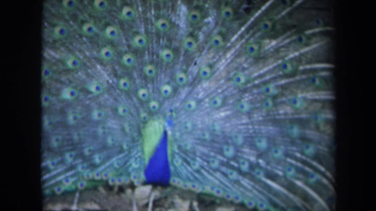 1969 California 8mm frame showing a peacock facing forward with a broad green-blue tail fan and blue body.