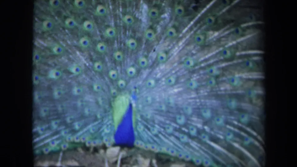 1969 California 8mm frame showing a peacock facing forward with a broad green-blue tail fan and blue body.