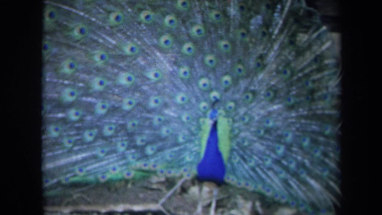 Peacock centered before a large fan of patterned tail feathers.