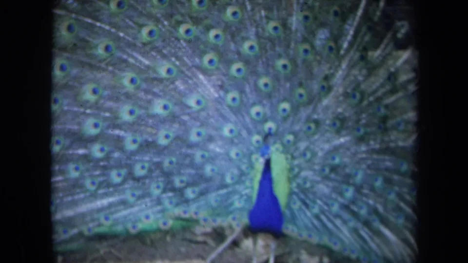 Soft 8mm view of a peacock beneath a dense fan of green-blue eye-marked tail feathers in California, 1969.
