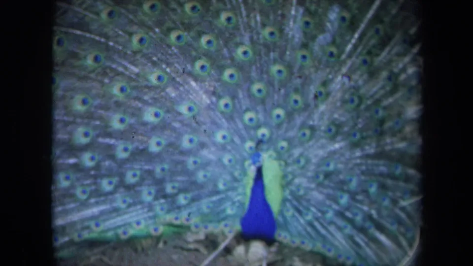 1969 California 8mm frame of a peacock in full display, with blue body below a wide patterned green tail fan.