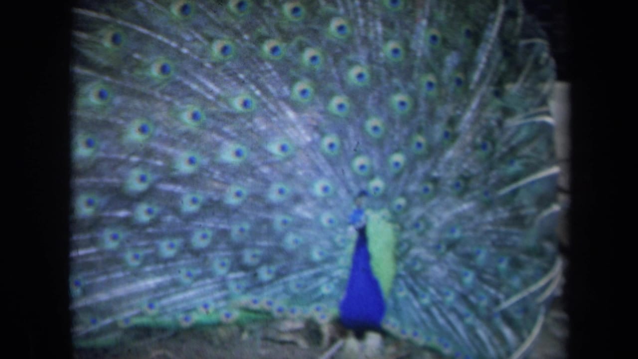 1969 California 8mm frame of a peacock facing camera with its iridescent tail spread wide and dark film borders visible.