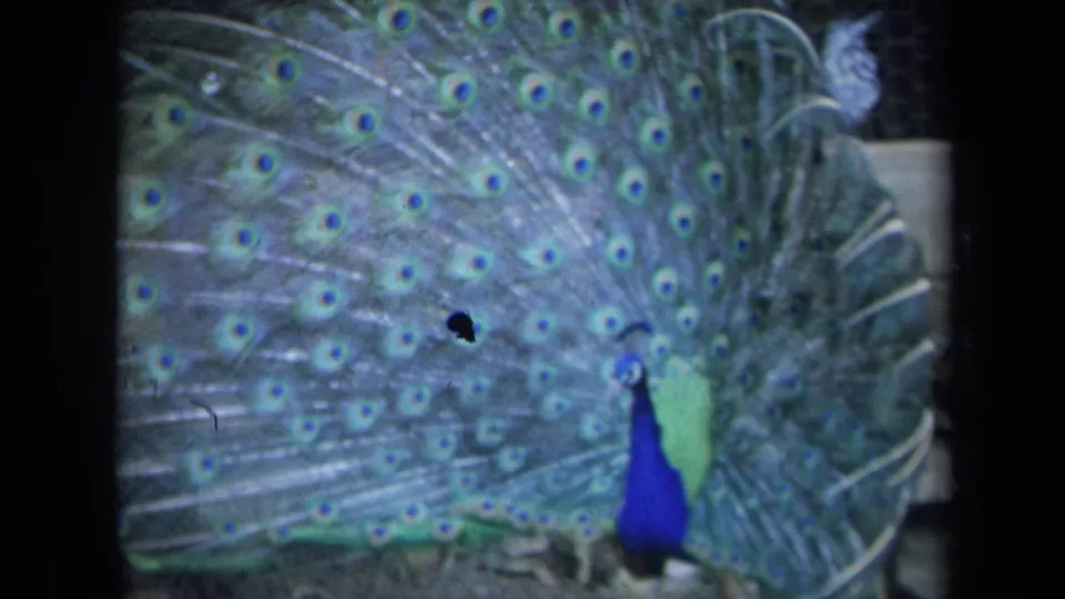 1969 California 8mm frame showing a peacock in full display with eye-like tail markings and soft vintage color.