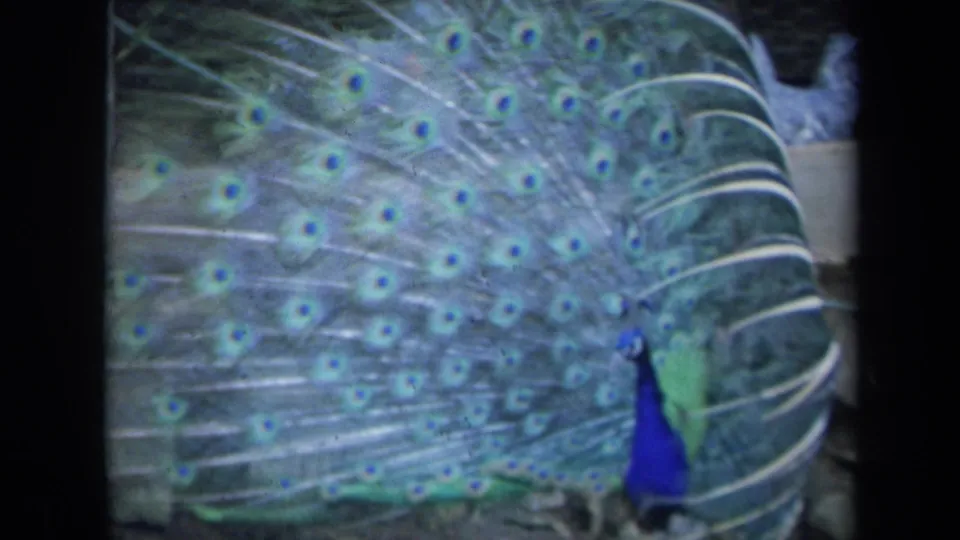 1969 California 8mm frame of a peacock display, with the bird low in frame and the patterned tail filling the view.