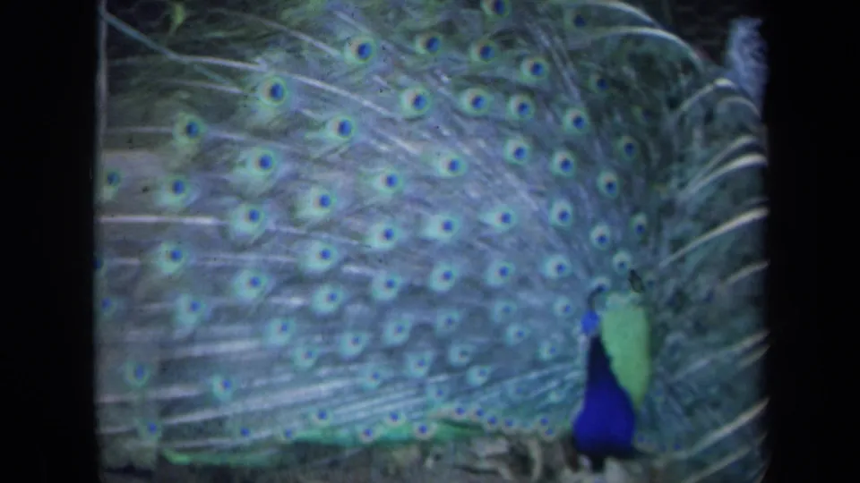 1969 California 8mm frame with a close, soft view of peacock tail feathers and the blue bird partly visible below.