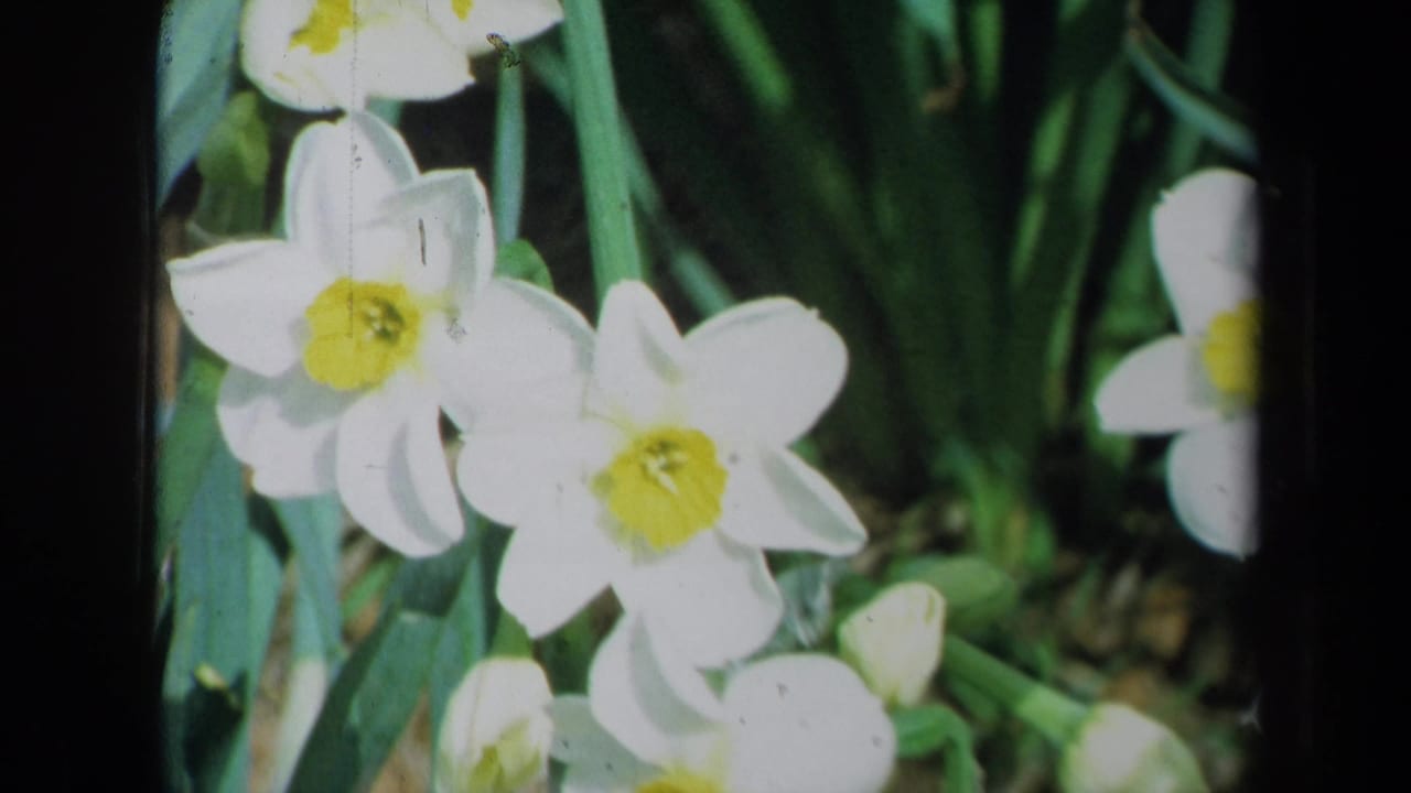 Close view of white daffodils with yellow centers among green leaves.