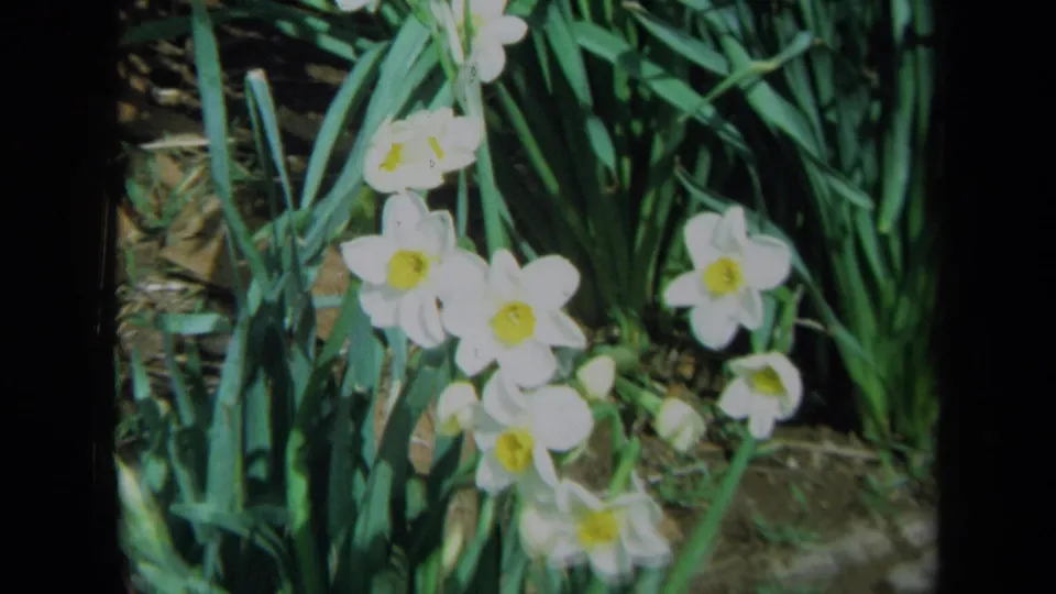 A small cluster of white daffodils with yellow centers grows in a garden bed, filmed in soft 8mm color.
