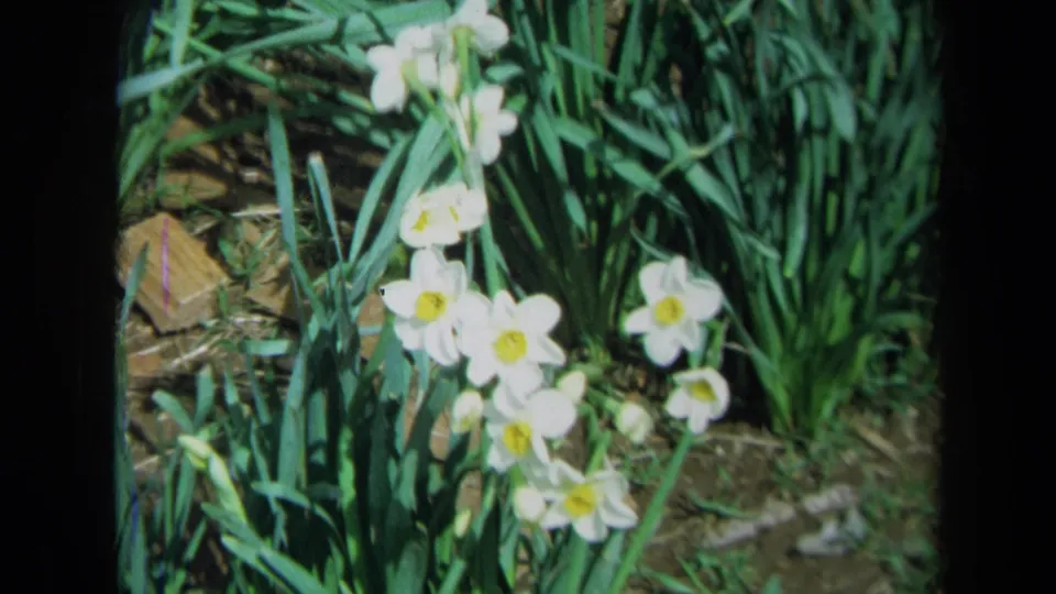 A wider 1969 California home-movie frame shows white daffodils with yellow centers set against dense green garden foliage.