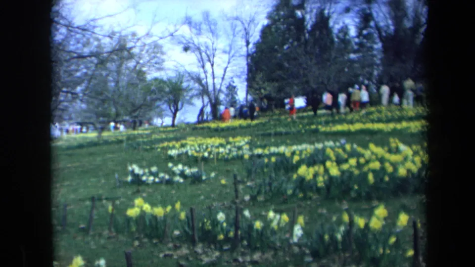 Wide 1969 California 8mm view of visitors walking along a grassy hill bordered by daffodil beds and trees.